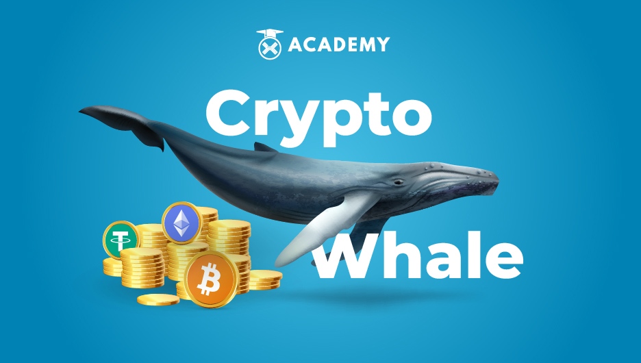 Crypto Whale - Kamus Indodax Academy
