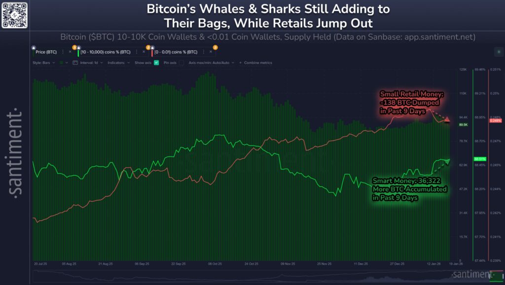 Bitcoin Whales
