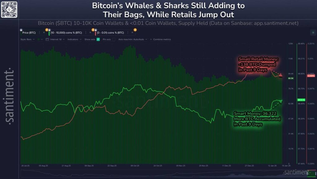 bitcoin whale