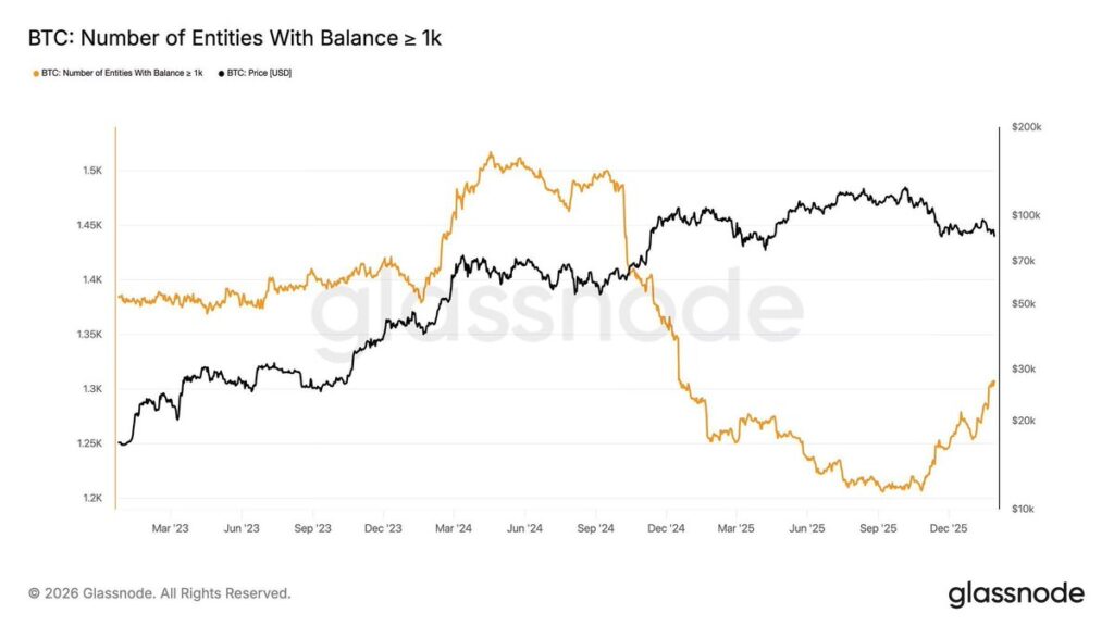 Whale Bitcoin
