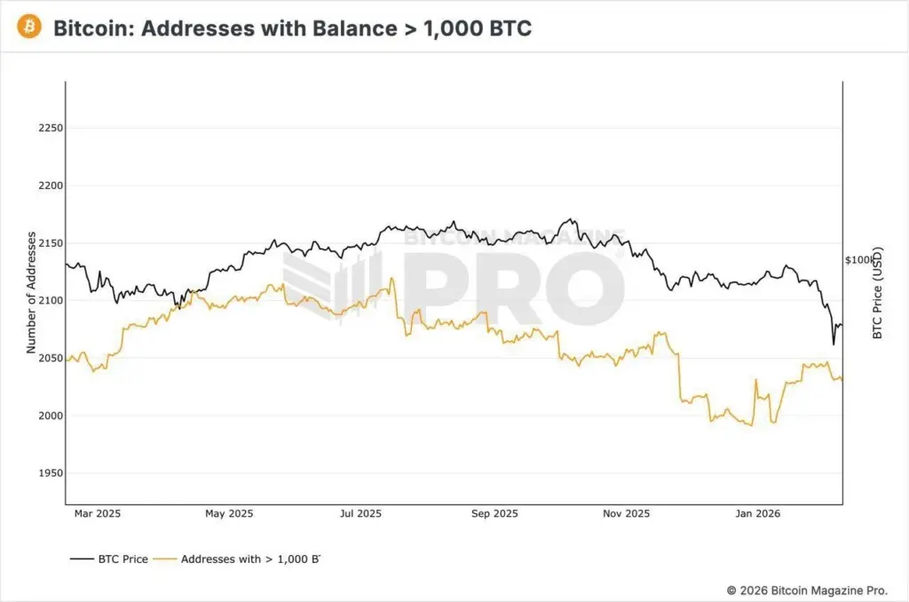 bitcoin whale