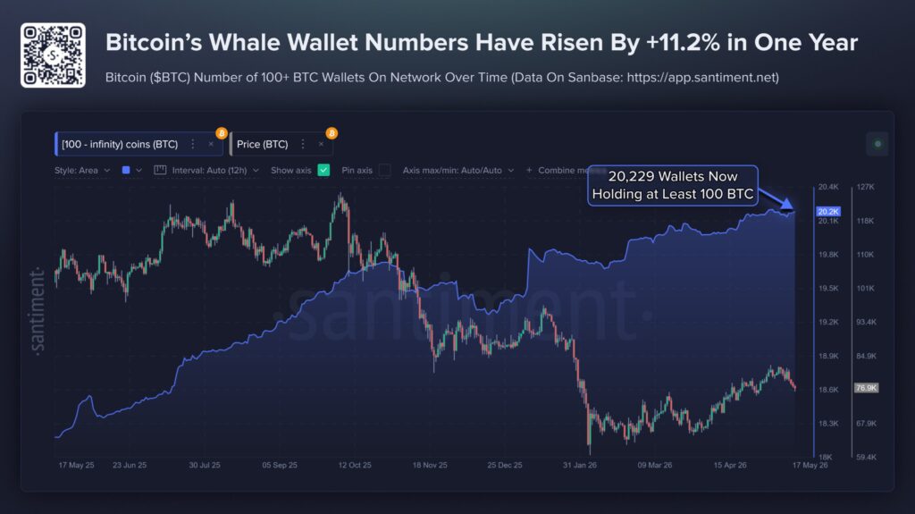Whale Bitcoin
