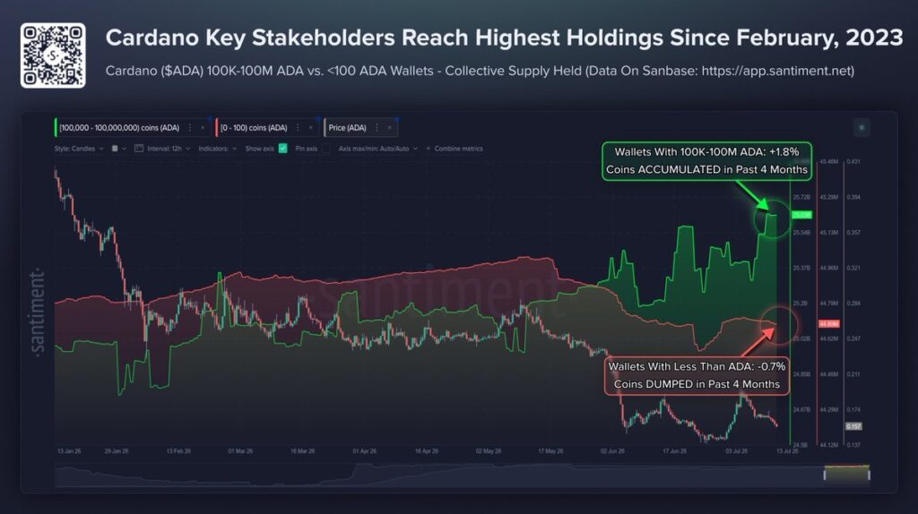 Cardano Whale